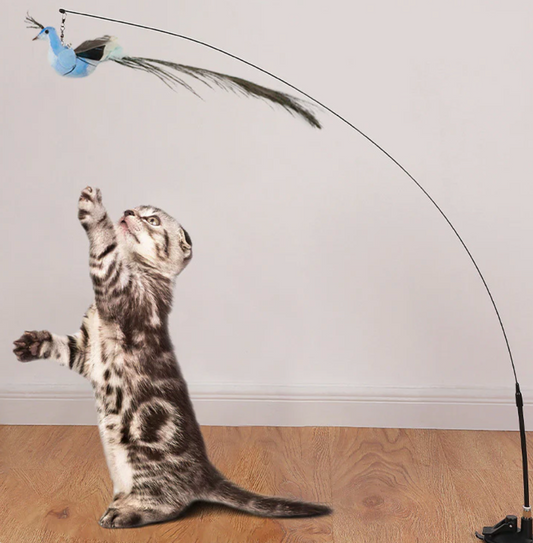 BirdCatch™ - Mein Shop