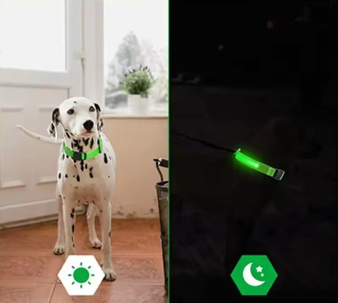 Leuchtendes LED-Hundehalsband